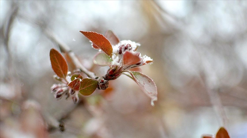 Meteoroloji'den yurdun iç kesimleri için zirai don uyarısı