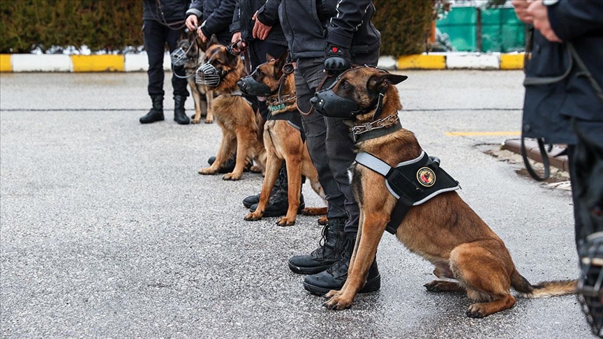 Operasyonların 'GİZLİ KAHRAMANI' Dedektör Köpekler