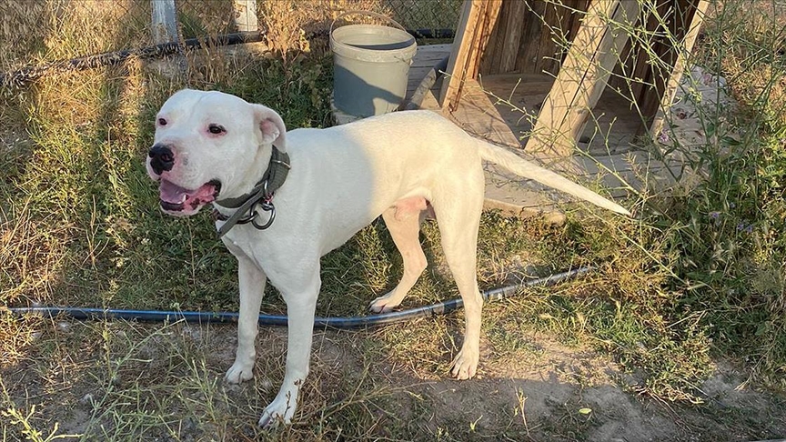 Yasaklı 6 köpek ırkının kayıt altına alınması için son tarih 14 Ocak