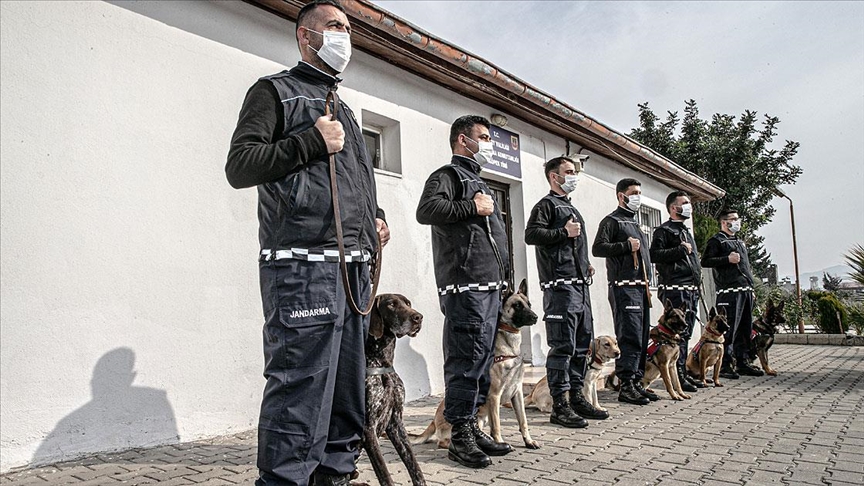 Jandarmanın eğitimli köpekleri terörle ve suçla mücadelede görev alıyor