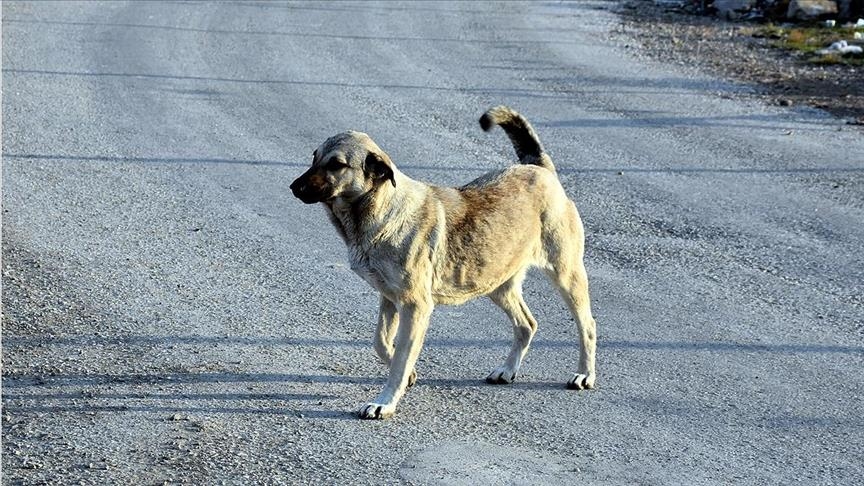 Ankara Büyükşehir Belediye Meclisi'nde sokak köpeklerinin saldırıları tartışıldı