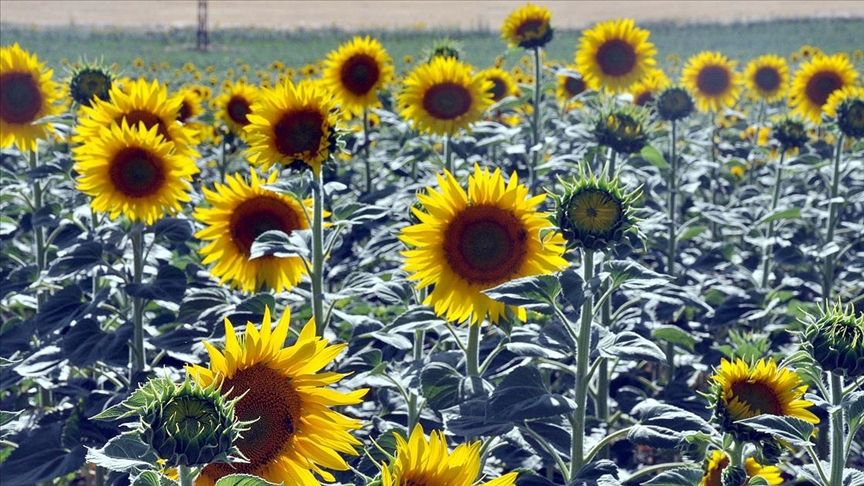 Ayçiçeği üretiminde 4 ilde 7 bölgeye daha destek verilecek!