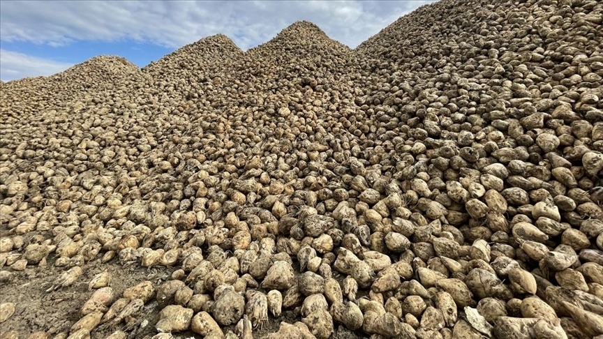 Konya Şeker, pancar taban fiyatında artışa gitti!