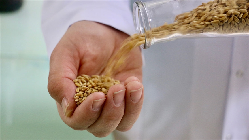Yerli bisküvilik buğday 'Kanatlı' iki yıl içinde çiftçinin tarlasında olacak!