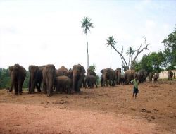 Angola'yı Filler Bastı: 4 Bin Kişi Komşu Ülkeye Sığındı