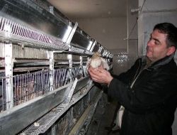 4 Ay Önce Kurulan Bıldırcın Çiftliğinden Günde 3 Bin 500 Yumurta Alıyorlar