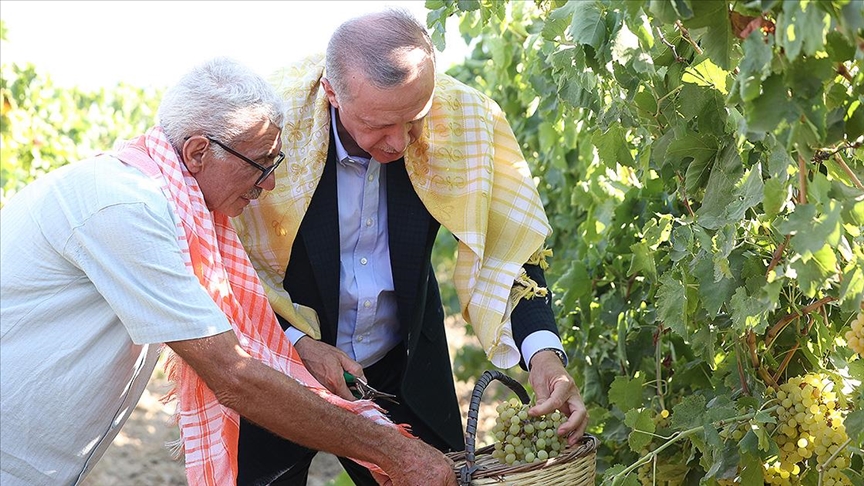 Cumhurbaşkanı Erdoğan Manisa'da bağ bozumuna katıldı