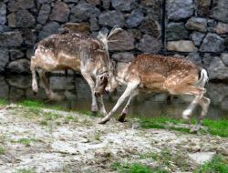 İzmir'e Dört Alageyik Geldi