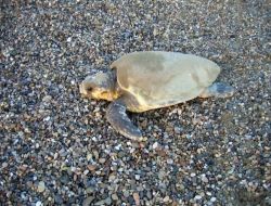 9300 Caretta Yavrusu Akdenizle Buluştu