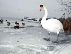 Almanya'daki Van Gölü Dondu!