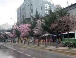 Çiçek Açan Badem Ağaçları, Kocaeli'ne Baharı Getirdi.