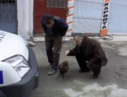 Dövüştürülen Horozlar, Yaralı Halde Sokağa Terk Edildi