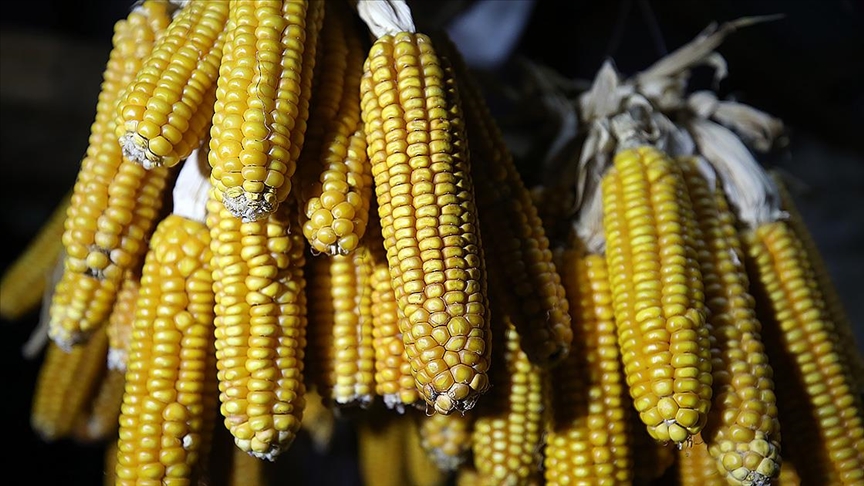 Buğday, Mısır ve Arpada gümrük vergileri yüzde 130 olarak belirlendi