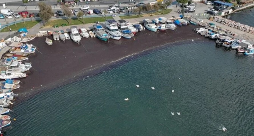 İzmir Körfezi'nde deniz yosunu yayılımı sürüyor