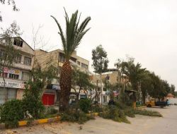 Konak'ta Budanan Ağaçların Odunları Dar Gelirlilere Veriliyor