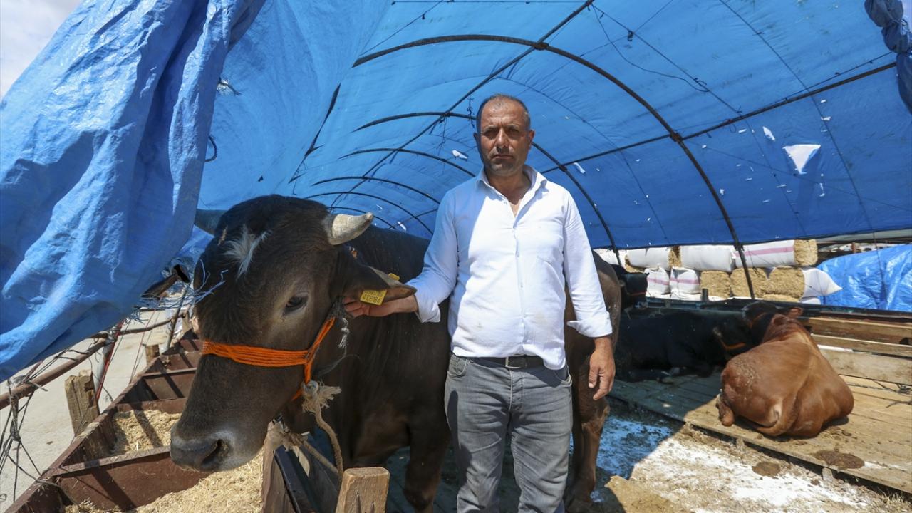 Başkentte kurbanlıklar alıcılarını bekliyor