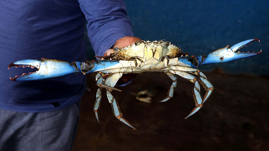 Enez'de avlanan Mavi Yengece talep artıyor