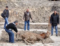 İnşaat Çukuruna Düşen At Güçlükle Çıkarıldı