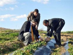 Gökeyüplüler Dünyaya Çilek Satmak İstiyor
