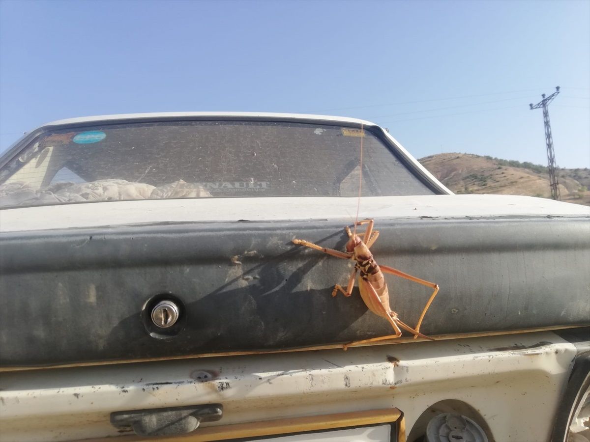 Batman'da etçil çekirgeye rastlandı!