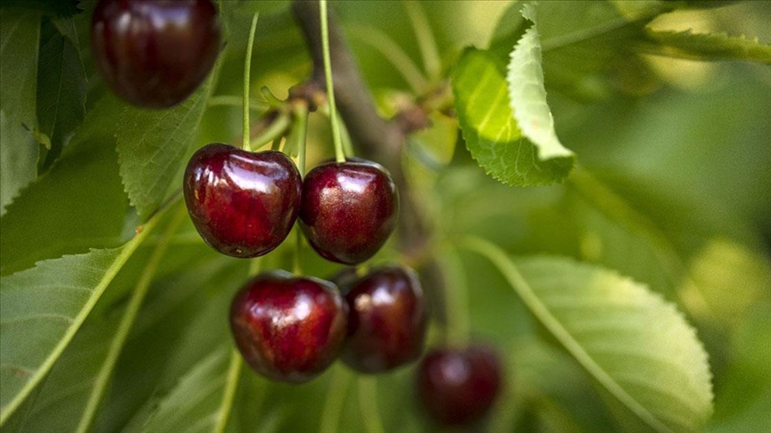 Türkiye'nin kiraz ihracatı 205 milyon dolara ulaştı!