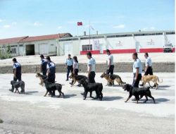 Narkotik Köpekleri Uyuşturucu Kaçakçılarına Darbe Vuruyor!!