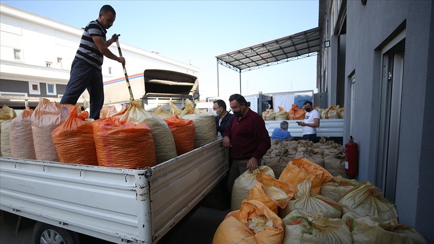 TMO Giresun'da fındık alımlarına başladı