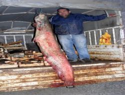 Kızılırmak'ta Tutulan 2 Metre 20 Santimlik Balık Alıcı Bulamadı