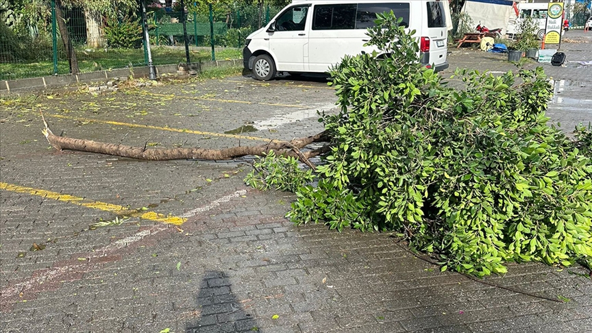 Muğla'da hortum nedeniyle ağaç devrildi, araçlarda hasar oluştu