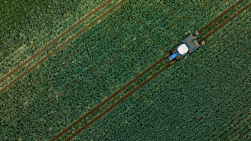 Tarım ÜFE kasımda aylık yüzde 0,95 azalırken yıllık yüzde 50,47 arttı!