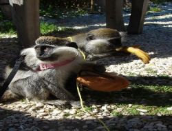 Çeri Eşini Bulunca Çekirdek Çitletmekten Vazgeçti