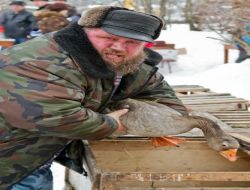 400 Yıldır Bu Kazlar Uçmuyor, Dövüşüyor