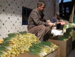 Baharda İşsizlerin Ekmek Kapısı Olan Gulik, Pazara İndi