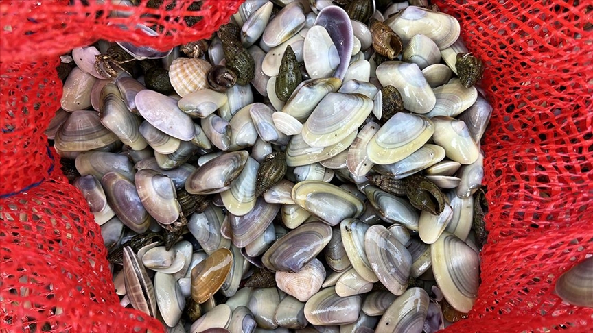 Çanakkale'de 3 Ton kum şırlanı ele geçirildi!