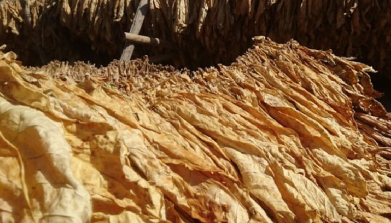 Şark tipi tütün ve tütün tozu ithalatı yasaklandı