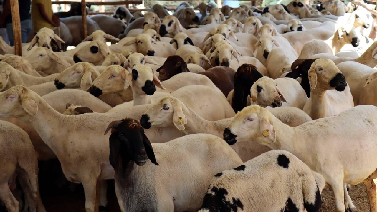 KURBAN BAĞIŞINDA "SAHTE DERNEK" UYARISI