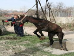 Sulama Kanalına Düşen At İtfaiye Tarafından Kurtarıldı