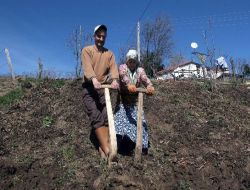 Karadeniz'de Kar Eridi, Köylü Tarlaya İndi