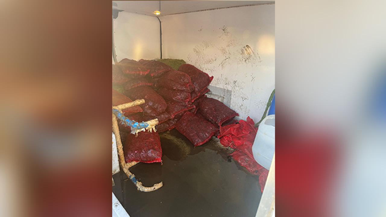 İstanbul'da 1 TON kaçak midye ele geçirildi!