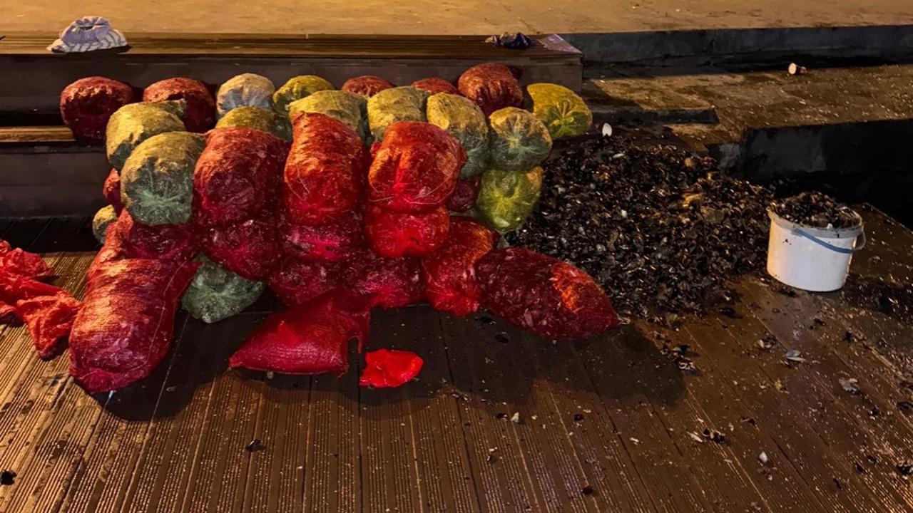 Kaçak avlanan 1 TON midye denize bırakıldı