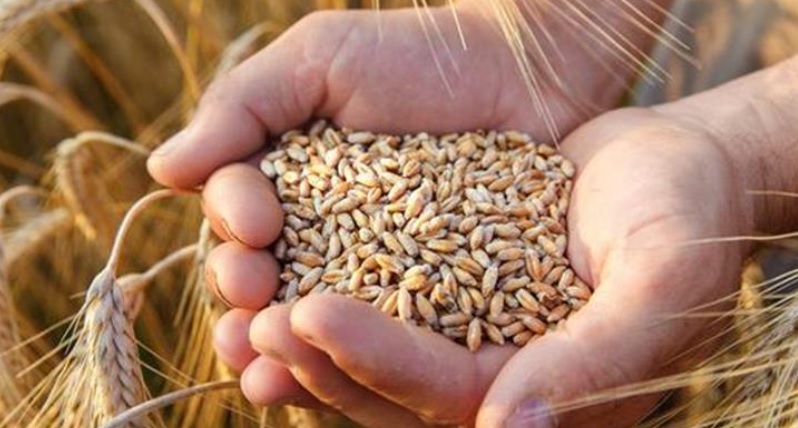 Buğdayda ithalat yasağı 15 Ekim'den önce kaldırılmayacak
