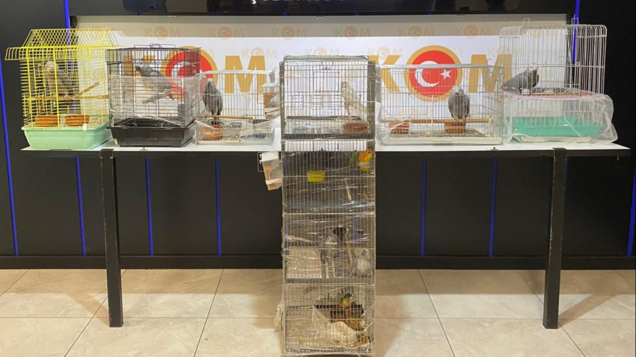 Ankara'da kaçak yollarla getirilen 12 papağan ele geçirildi!