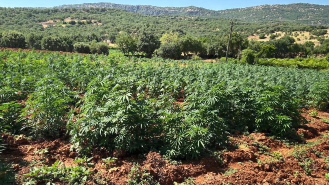 Diyarbakır'da 1 milyon 781 bin kök kenevir ele geçirildi!