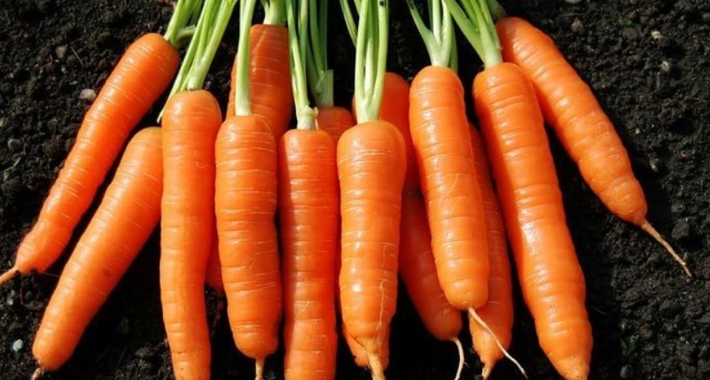 Havuç kabuğundan elde edilen melanin bileşiğinin antikanser özelliği belirlendi