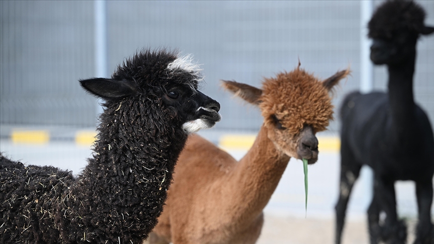 Pazarkule Sınır Kapısı'nda bir otomobilde aralarında alpakaların da olduğu cins hayvanlar ele geçirildi