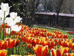 Bursa'da 'Lale Devri'