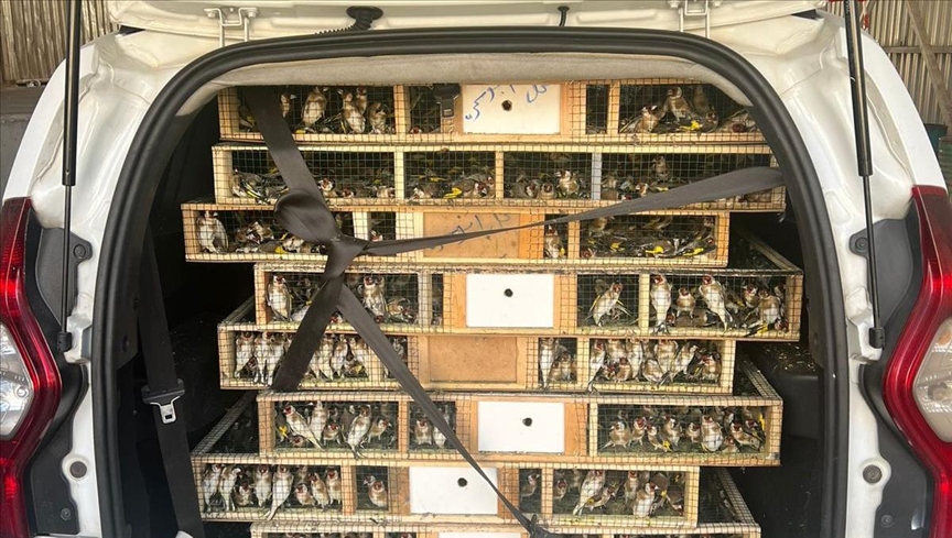 Gümrük kontrolüne takılan araçtan 6 bin 500 saka kuşu çıktı