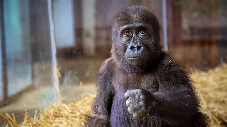 İstanbul Havalimanı'nda yakalanan goril yavrusunun rehabilitasyon süreci sürüyor
