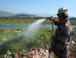 Edremit'te Sivrisinek Larva İlaçlamaları Devam Ediyor