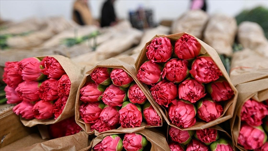 Türkiye'den SEVGİLİLER GÜNÜ için 75 milyon dal çiçek ihracatı